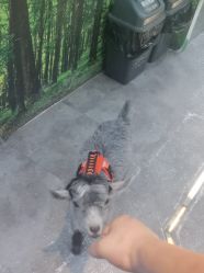 -神奇动物撸宠馆·羊驼·小浣熊·异宠(豫园店)