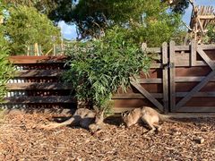 -威勒比开放式动物园