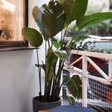 「桂酿与秋梨。是秋天到啦。」