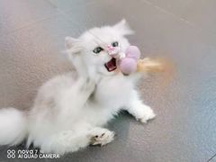-70cat德文卷毛猫·缅因猫纯种猫舍