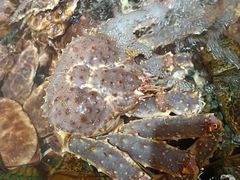 -紫荆广场·花漫里