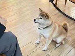 -李小姐の猫咖啡馆(五角场店)