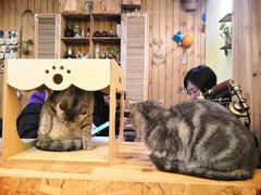 -猫色咖啡·猫咖