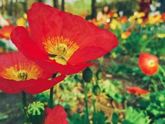 -上海共青森林公园