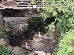 -林坑古村落