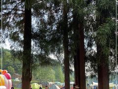 -武陵山森林公园