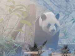 -泉州海丝野生动物世界