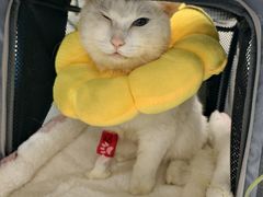 -纳吉亚猫专科动物诊疗中心(蒋宅口分院)
