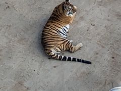 -青藏高原野生动物园