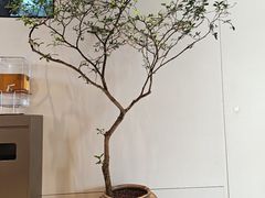 -喜茶(广州番禺奥园广场店)