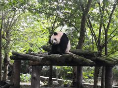-都江堰中华大熊猫苑