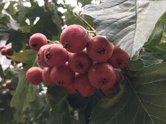 -如意农家院(胡关路店)