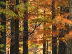 -白鹭湾湿地公园