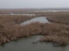 -盐城丹顶鹤湿地生态旅游区