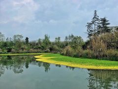 -桤木河湿地公园