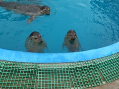 -北戴河圣蓝海洋公园