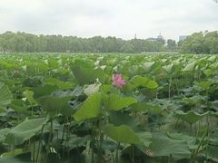 -长春市南湖公园