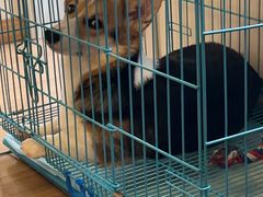 -翊宠yipet猫狗购宠庄园犬舍•猫舍