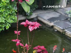 -漫笙舍Manse·咖啡·民宿