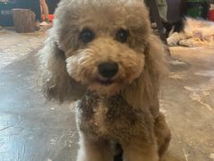 -more than meow吴止猫主题餐厅(承德 中船汇店)