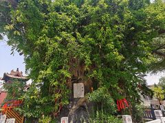 -大槐树寻根祭祖园