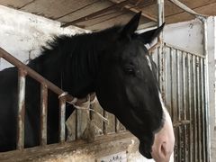 -月河湾马术俱乐部(朝阳店)