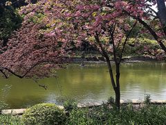 -嘉定紫藤园