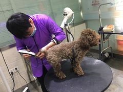 -暖阳宠物医院·犬猫康复中心·骨科