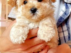 -翊宠yipet猫狗购宠庄园犬舍•猫舍