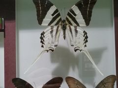 -上海昆虫博物馆