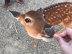 -鹿境梅花鹿生态园区