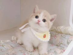 -Bastet sally猫舍购宠(静安店)