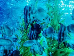 -芜湖新华联大白鲸海洋公园