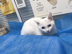 -瑞派·关忠动物医院·猫专科·犬专科(三环新城店)