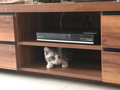 -猫大福·Fortune Cat猫舍(百子湾店)