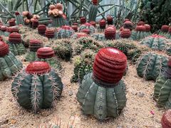 -深圳仙湖植物园