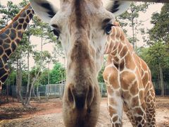 -清迈夜间动物园