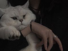 -喵zoo家庭繁育猫舍(尖东智能花园店)