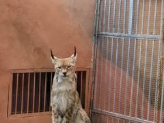 -青藏高原野生动物园