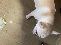 -美联众合宠物医院·爱萌分院·内外科·猫科中心
