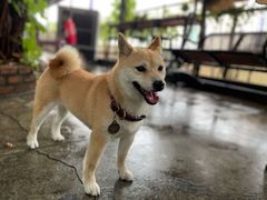 -柴犬高等学院·狗咖·柴犬售卖·宠物训练