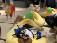 -逗柴咖啡屋·狗咖猫咖宠物桌游