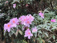 -梧桐山风景名胜区