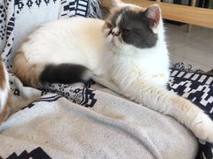 -平行世界·猫咖(首经贸店)