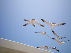 -海驴岛(荣成市)