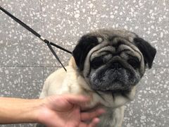 -宠物家(角门东店)