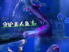 -海合安武汉极地海洋公园