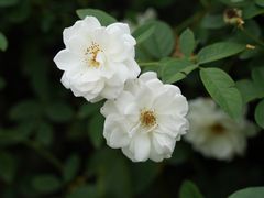 -国家植物园