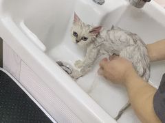 -叮叮猫咪生活馆