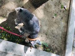 -北京赛佳动物医院